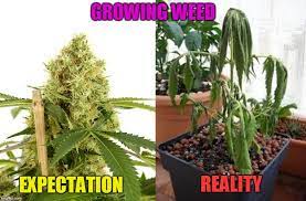 Growing Weed Memes Gifs Imgflip