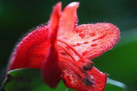 Image result for Marsdenia exellii