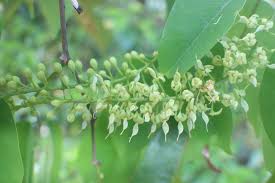 Image result for Crudia