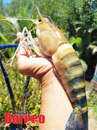 Selamat datang ke kolam pancing udang galah sepit biru meru klang. Memburu Sepit Biru Sepanjang Hari Utusan Borneo Online