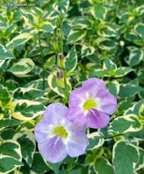 Image result for Asystasia guttata