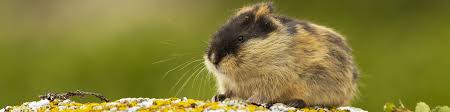 A lemming is a small rodent, usually found in or near the arctic in tundra biomes. Alle Themen Rund Um Die Haltung Von Lemmingen Herz Fuer Tiere De
