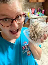 Ladybugs for sale at Bluegrass Garden Centre