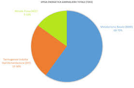 C.f e p.iva reg.imprese trib. Come Accelerare Il Metabolismo E Perdere Peso Da Subito Pearl Age