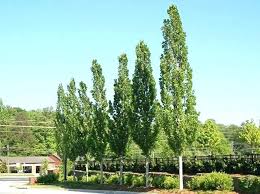Maybe you would like to learn more about one of these? 15 Trees Ideas Backyard Landscaping Garden Design Backyard
