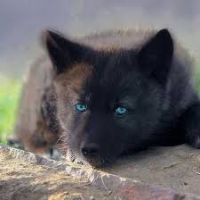 Black And Grey Wolf With Blue Eyes Blue Eye Black Wolf Wolf With Blue Eyes Black Wolf Wolf Spirit Animal