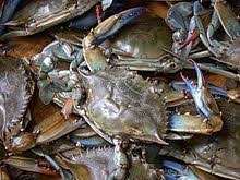Crabs & prawns are halal ! Food And Drink Prohibitions Wikipedia