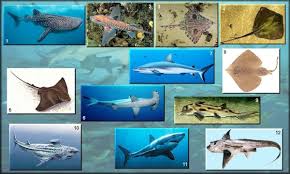 And all because of increased activity of the kidneys, where they are produced. Similarities And Differences Between Chondrichthyes And Osteichthyes Lorecentral