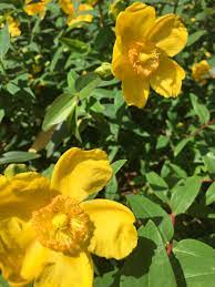 Hypericum St Johns Wort Shrubs Yellow Flowers Plants