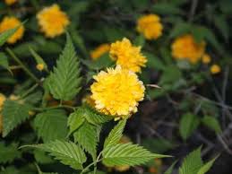 Image result for Kerria