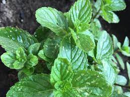 Since the original question, the white spots have also appeared on my calamint, and just the other day i noticed them on the leaves of the little thyme starts i planted out (which i grew from seed.) here is the white spotting on the calamint (with a fly who, i am sure, is unrelated, though pretty.) here is the thyme. White Spots On Basil And Mint