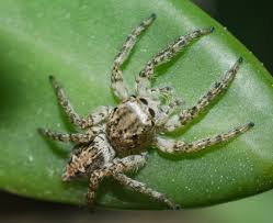 Photographie de Havaika