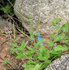 Image result for Cleome macrophylla
