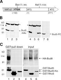 Check spelling or type a new query. Specific Residues Of The Gdp Gtp Exchange Factor Bud5p Are Involved In Establishment Of The Cell Type Specific Budding Pattern In Yeast Journal Of Biological Chemistry