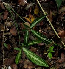 Image result for Syngonanthus poggeanus