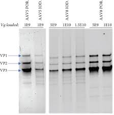 Image result for White 1998 AAV