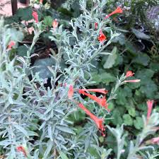 Image result for Epilobium