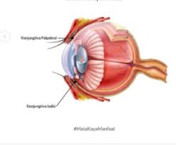 We did not find results for: Anatomi Mata Fungsi Kelainan Dan Keluhan
