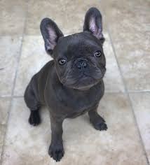 And there is no paid vacation or any vacation at all! I M 5 Month Old Today Frenchie Bulldog French Bulldog Puppy French Bulldog
