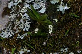 Image result for Bolusiella iridifolia