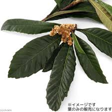 ｕｓａｙａｍａ 国産 びわの葉 １０ｇ 小動物用のおやつ ハムスター 餌 の通販はau Pay マーケット チャーム
