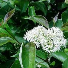 Image result for Cornaceae