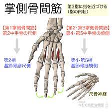 筋シリーズ 掌側骨間筋 働きは 第3指に指を近づける 指の内転 です この筋は起始停止を覚えてから作用を考えようとすると大変です 手のひらをもう片方の手で摘まむように 動きをイメージすると 示指は尺側からひっぱる 薬指 小指は橈側から引っ張る動きだ