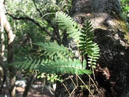 Image result for Pleopeltis