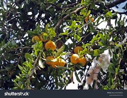 Image result for Dovyalis afra