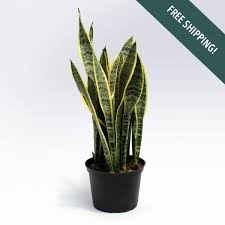 Image result for Vahadenia laurentii