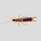 125 cambridgepark drive suite 301 cambridge, ma 02140. Methuen Ma Pest Control Exterminator Services