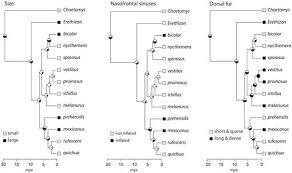 Image result for Dichilus