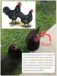 Check spelling or type a new query. Rooster Check 5 Month Old Black Australorp Both Of These Birds Are The Same Age Is It Too Early To Be Sure This Is Or Is Not A Roo Backyardchickens