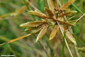 Image result for Pycreus