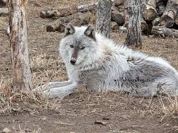 Tibet Night Song Wolf Dog Animals Dogs
