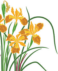 Image result for Swertia brownii