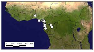 Image result for Eremospatha haullevilleana