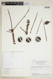 Image result for Antrocaryon