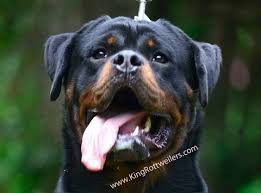 All You Need To Know About Rottweiler Growth King Rottweilers
