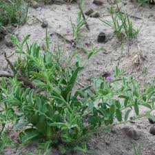 Image result for Carpolobia goetzei