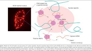 We did not find results for: Pre Mrna Splicing Where And When In The Nucleus Semantic Scholar