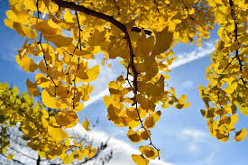 The smell and the tree: Ginkgo Biloba Maidenhair Tree Plant Guide Dearplants Com