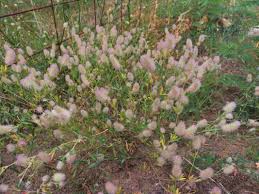 Image result for Trifolium masaiense
