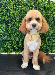 Dog groomer near Dandenong or mobile groomer
