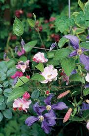 Image result for Clematis
