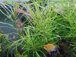 Image result for Pogostemon aquaticus