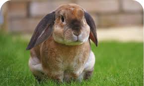 I created this site because i am passionate about pet owners being given an informed choice and them ultimately i hope the information i have put together will give you an insight what goes on behind closed doors. Cremation Services For Hamsters Rabbits Small Pets Pcs