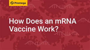 We did not find results for: How Does An Mrna Vaccine Work Youtube