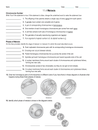 Worksheet Phases Of Meiosis Worksheet Answers Grass Fedjp Worksheet Study Site In 2020 Reading Worksheets Meiosis Worksheets