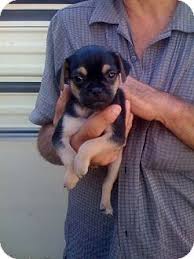 ( français suit ) wow!! Studio City Ca Pug Meet Chug Puppy 6 A Pet For Adoption